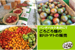 パンデパルク本店にてごろごろ畑の彩りトマトの販売